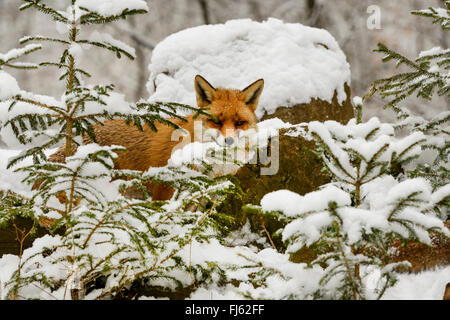 Le renard roux (Vulpes vulpes), dans la forêt couverte de neige, en Allemagne, en Rhénanie du Nord-Westphalie Banque D'Images