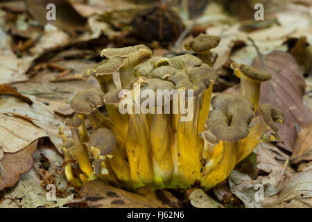 Blanches yellow foot chanterelle en entonnoir, girolles, chanterelles d'hiver (Craterellus tubaeformis), organe de fructification dans le feuillage, Allemagne Banque D'Images