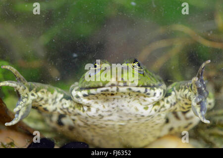 Grenouille comestible européen commun, edible frog (Rana kl. esculenta, Rana esculenta, Pelophylax esculentus), reposant sur le sol d'un étang, l'Allemagne, la Bavière Banque D'Images