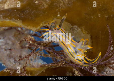 Quatre-striped (Polycera quadrilineata Polycera, Polycera lineatus, Thecacera capitata, Doris quadrilineata), sur un corail Banque D'Images