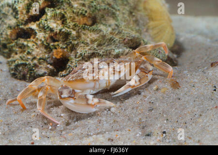 Piscine en marbre (crabe Liocarcinus marmoreus, Portunus marmoreus), sur fond de mer Banque D'Images