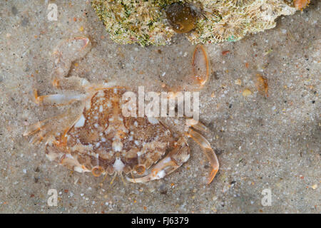 Piscine en marbre (crabe Liocarcinus marmoreus, Portunus marmoreus), sur fond de mer Banque D'Images