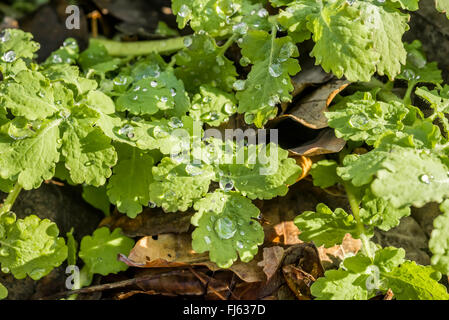 Chelidonium majus, également appelé une plus grande chélidoine ou tetterwort avec gouttes de pluie dans la forêt Banque D'Images