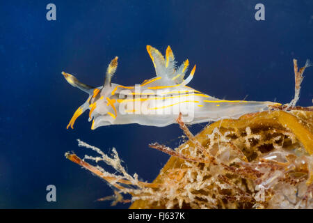 Quatre-striped (Polycera quadrilineata Polycera, Polycera lineatus, Thecacera capitata, Doris quadrilineata), sur les Banque D'Images