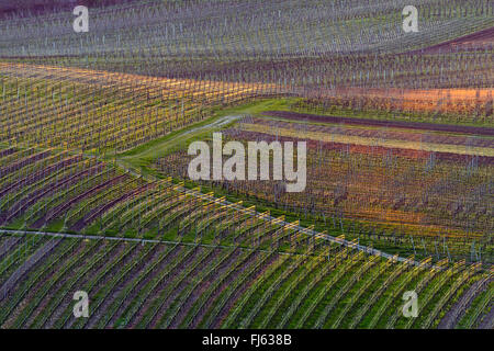 Vignes au Kaiserstuhl au printemps, l'Allemagne, Bade-Wurtemberg, Kaiserstuhl Banque D'Images