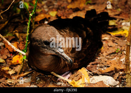 Wedge-tailed shearwater (Puffinus pacificus), l'élevage, la Nouvelle Calédonie, l'Ile des Pins Banque D'Images