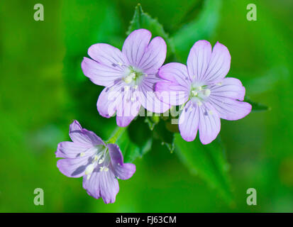 Willow-herb, saule-weed (Epilobium alpestre), des fleurs, de l'Autriche, Tyrol, Tannheimer Berge Banque D'Images