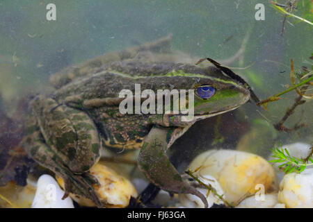 La grenouille des marais, lac frog (Rana ridibunda, Pelophylax ridibundus), sur le terrain d'un étang, l'Allemagne, la Bavière Banque D'Images