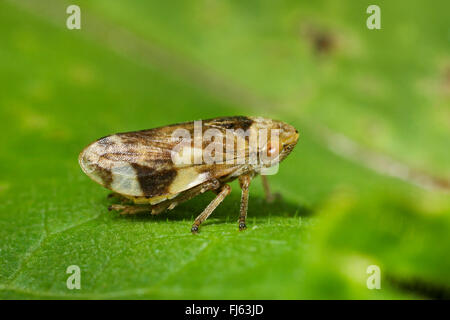 Meadow Froghopper, cuckoo spit (Philaenus spumarius), se trouve sur une feuille, Allemagne Banque D'Images