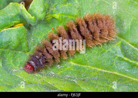 Yellow-belted Burnett (Syntomis phegea Amata phegea), Caterpillar, sur une feuille, Allemagne Banque D'Images