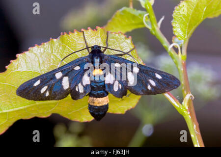 Yellow-belted Burnett (Syntomis phegea Amata phegea,), se trouve sur une feuille, Allemagne Banque D'Images