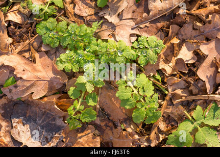 Chelidonium majus, également appelé une plus grande chélidoine ou tetterwort avec gouttes de pluie dans la forêt Banque D'Images