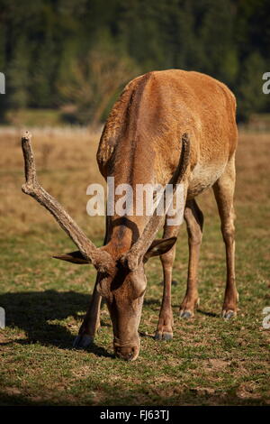 Sauvage européenne adultes red deer stag ( Cervus elaphus) paissant dans une prairie. Banque D'Images