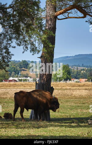 Grande européenne dominante des bisons (Bison bonasus) Bull et d'un baleineau se reposant à l'ombre sous un arbre dans une réserve naturelle en Vama Buz Banque D'Images