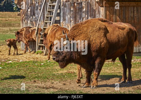 Grand bison d'Europe (Bison bonasus) bull dominante et son troupeau dans une réserve naturelle en Vama), Brasov, Roumanie. Banque D'Images