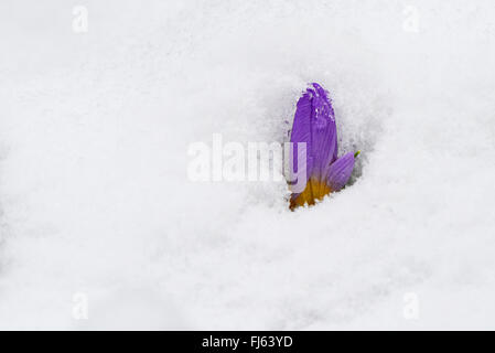 Crocus (Crocus spec.), Bud d'un crocus dans la neige, Allemagne Banque D'Images