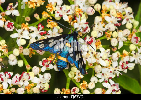 Yellow-belted Burnett (Syntomis phegea Amata phegea,), est assis sur une inflorescence, Allemagne Banque D'Images