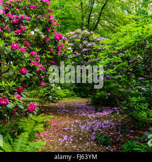 Rhododendron (Rhododendron spec.), dans un parc Banque D'Images