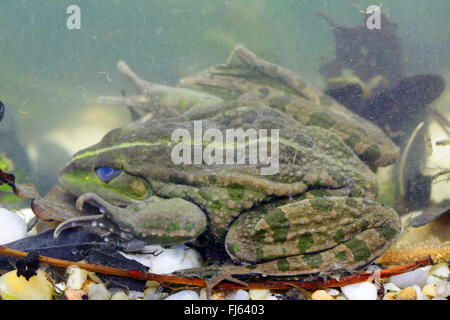 La grenouille des marais, lac frog (Rana ridibunda, Pelophylax ridibundus), sur le terrain d'un étang, l'Allemagne, la Bavière Banque D'Images