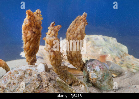 Pétiolées Sea Squirt, Asiatique, grosse mer sea squirt squirt, leathery sea squirt, plié sea squirt (Styela clava), colony Banque D'Images