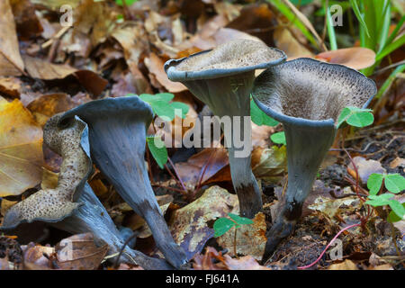 Horn of plenty, noir, trompette chanterelle (Craterellus cornucopioides, Cantharellus cornucopioides, Craterella cornucopioides), des organes de fructification sur le sol forestier, Allemagne Banque D'Images