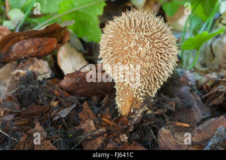 (Lycoperdon echinatum vesse-épineux), seule la Forêt de champignons sur la masse, Allemagne Banque D'Images