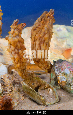 Pétiolées Sea Squirt, Asiatique, grosse mer sea squirt squirt, leathery sea squirt, plié sea squirt (Styela clava), sur une moule Banque D'Images