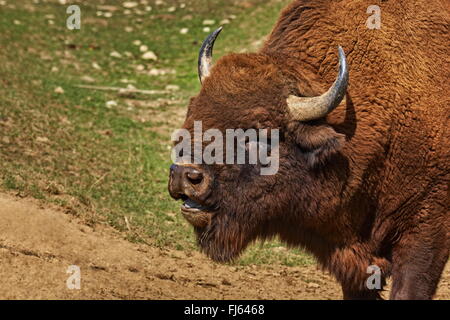 Gros plan de la tête d'un bison d'Europe (Bison bonasus) mâle, bull en saison de couplage. Banque D'Images