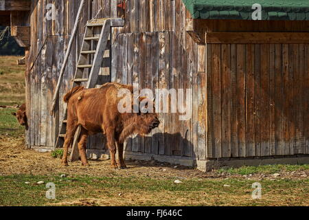 Bison d'Europe (Bison bonasus) femelle et son veau se reposant près d'une grange en bois dans une réserve naturelle en Vama), Roumanie. Banque D'Images