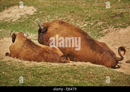 Paire de bison d'Europe (Bison bonasus) bull et repos vache ensemble au cours de saison du rut. Banque D'Images