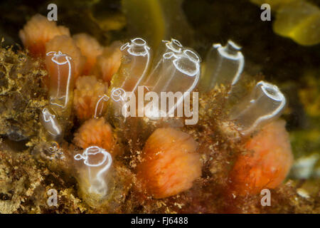 Lampe-mer (Clavelina lepadiformis squirt), groupe Banque D'Images