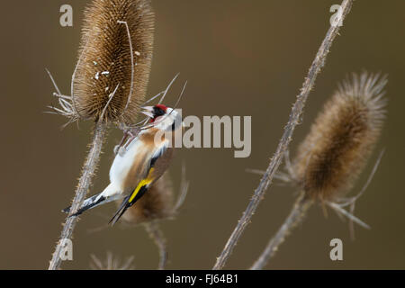 Eurasian goldfinch (Carduelis carduelis), l'alimentation des graines de l'ob, teazle Allemagne Banque D'Images