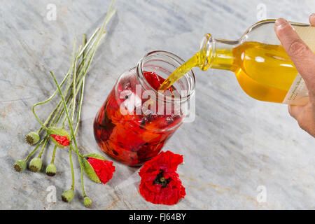 Pavot coquelicot, Commun, Rouge Coquelicot (Papaver rhoeas), les fleurs dans l'huile d'olive, Allemagne Banque D'Images