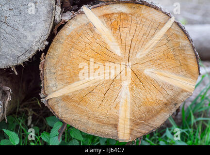L'épinette de Norvège (Picea abies), le tronc, section transversale, Allemagne, Bavière, Oberbayern, Haute-Bavière Banque D'Images
