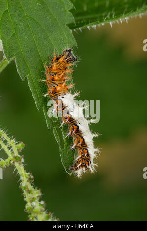 Virgule (Polygonia c-album, Virgule c-album, Nymphalis c-album), catwerpillar se nourrit de l'ortie, Allemagne Banque D'Images