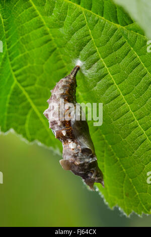 Virgule (Polygonia c-album, Virgule c-album, Nymphalis c-album), pupe, Allemagne Banque D'Images