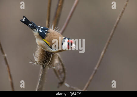 Eurasian goldfinch (Carduelis carduelis), l'alimentation des graines de l'ob, teazle Allemagne Banque D'Images