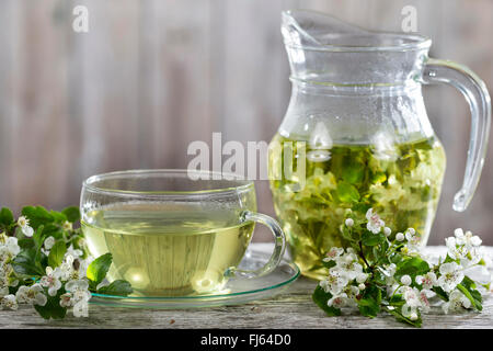 Plateau d'Aubépine fleurs, Allemagne Banque D'Images