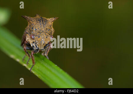 Treehopper cornu (Centrotus cornutus), sur une tige Banque D'Images