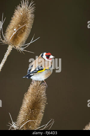 Eurasian goldfinch (Carduelis carduelis), assis sur de l'infructescence teazle, Allemagne Banque D'Images