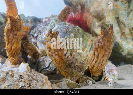 Pétiolées Sea Squirt, Asiatique, grosse mer sea squirt squirt, leathery sea squirt, plié sea squirt (Styela clava), colony Banque D'Images