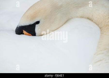 Mute swan (Cygnus olor), la tête dans son plumage, Allemagne Banque D'Images