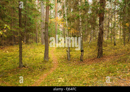 Chemin de ronde chemin de belles voies automne forêt de conifères. Personne n. Automne nature paysage forêt Banque D'Images