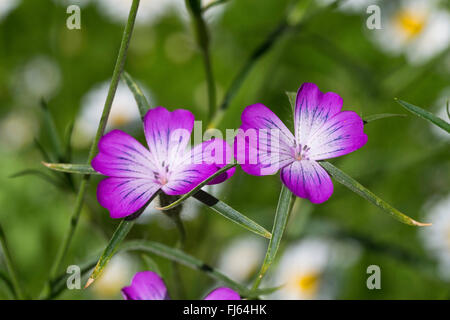 Le maïs commun, commun corncockle-cockle, Corncockle, nielle des blés (Agrostemma githago), blooming, Allemagne Banque D'Images