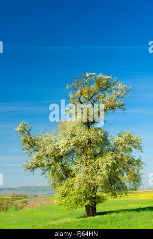 Poirier commun (Pyrus communis), poirier en fleurs sur un pré, Allemagne, Rhénanie du Nord-Westphalie Banque D'Images