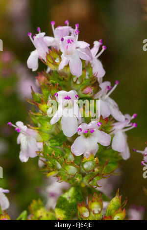 Le thym, le jardin anglais, le thym thym commun (Thymus vulgaris), fleurs Banque D'Images