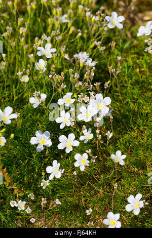 Feuilles mélèze Minuartia laricifolia (Sabline), blooming, Suisse Banque D'Images