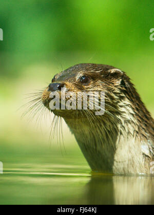 La loutre d'Europe, loutre d'Europe, la loutre (Lutra lutra), portrait, Allemagne Banque D'Images