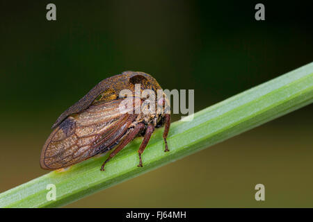 Treehopper cornu (Centrotus cornutus), sur une tige Banque D'Images