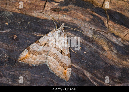 Treble-bar, Millepertuis Inchworm (Aplocera spec., spéc. Anaitis, Aplocera efformata Aplocera plagiata oder), sur l'écorce, Allemagne Banque D'Images